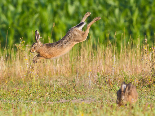 

Aufnameort: Am Barnbruch zwischen Gifhorn und Wolfsburg
Kamera: Canon 1D MarkIV mit EF600/f4 USM und TC 1,4 III