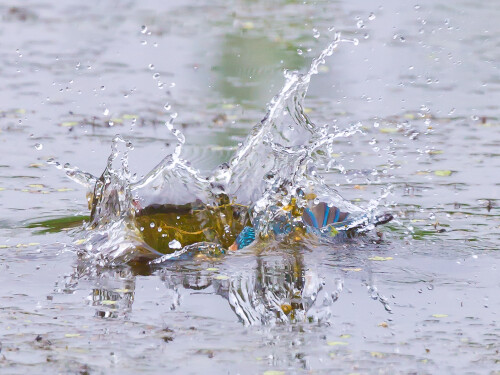 20. Juli 2013. Hitzewelle. 8.30 Uhr. Seit zwei Stunden tut sich nichts. Aber dann - zum erstenmal in diesem Jahr läßt sich in meiner Anwesenheit ein Eisvogel auf unserem Ansitzbäumchen nieder. Größtmögliche Brennweite, höchste vertretbare Empfindlichkeit, kürzestmögliche Verschlusszeit - alles paßt. Autofokus aus, Mitziehen, Auslösen und Hoffen, dass Alcedo diesmal beim Sturzflug nicht näher gekommen ist oder sich entfernt hat. Ist er nicht ...

Aufnameort: Ilkerbruch bei Wolfsburg
Kamera: Canon 1D Mark IV mit EF 600/f4 USM und TC 1,4 III