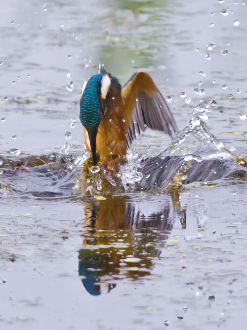 20. Juli 2013. Hitzewelle. 8.30 Uhr. Seit zwei Stunden tut sich nichts. Aber dann - zum erstenmal in diesem Jahr läßt sich in meiner Anwesenheit ein Eisvogel auf unserem Ansitzbäumchen nieder. Größtmögliche Brennweite, höchste vertretbare Empfindlichkeit, kürzestmögliche Verschlusszeit - alles paßt. Autofokus aus, Mitziehen, Auslösen und Hoffen, dass Alcedo diesmal beim Sturzflug nicht näher gekommen ist oder sich entfernt hat. Ist er nicht ...

Aufnameort: Ilkerbruch bei Wolfsburg
Kamera: Canon 1D MarkIV mit EF 600/f4 USM und TC 1,4 III