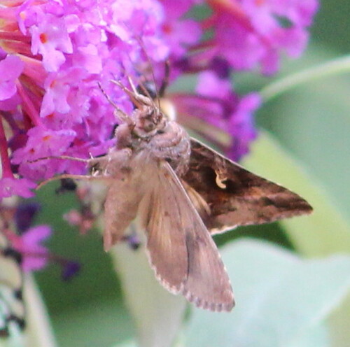 gammaeule-autographa-gamma-auf-sommerflieder-9640.jpeg