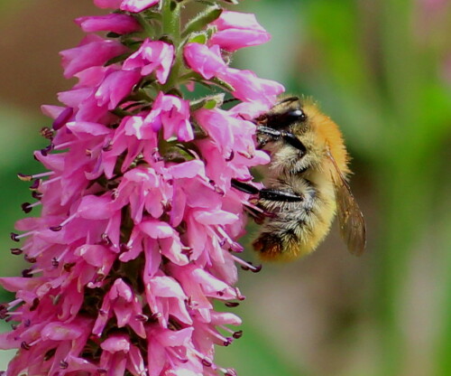 mooshummel-bombus-muscorum-an-ehrenpreis-9667.jpeg