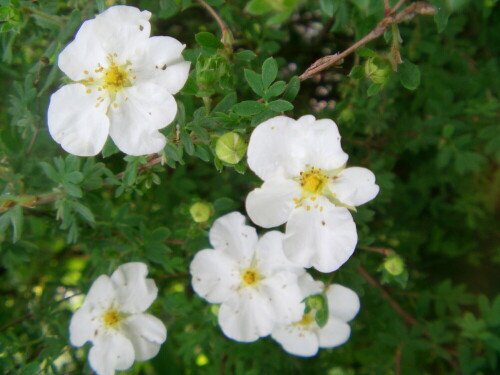 strauch-fingerkraut-potentilla-fruticosa-10545.jpeg