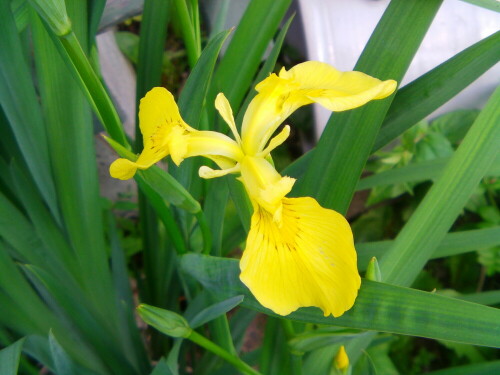 sumpfschwertlilie-iris-pseudacorus-l-8472.jpeg