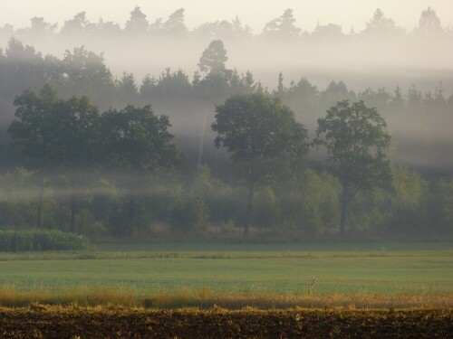 morgennebel-8303.jpeg