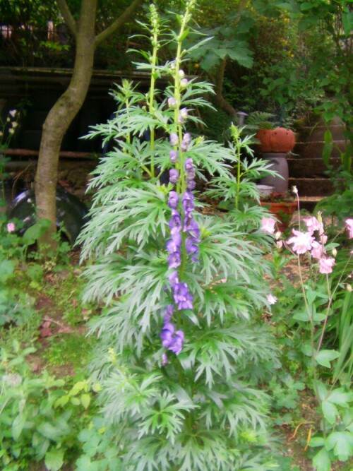 blauer-eisenhut-aconitum-napellus-l-10592.jpeg