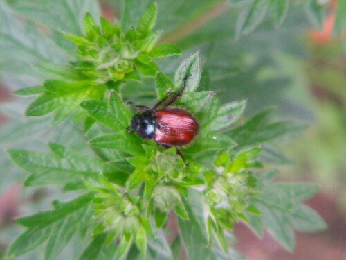 gartenlaubkafer-phyllopertha-horticola-l-1758-10565.jpeg