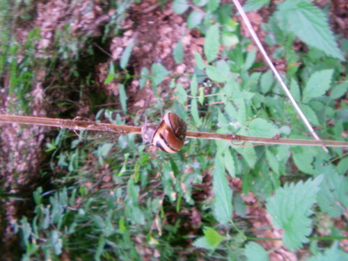 Gelegentlicher Gast in der Krautschicht - hier scheint nicht mehr viel übrig geblieben?
http://de.wikipedia.org/wiki/Hain-B%C3%A4nderschnecke

Aufnameort: Eiershausen Wald am Hirschberg
Kamera: Medion Digitaler Full-HD-Camcorder mit Touchscreen