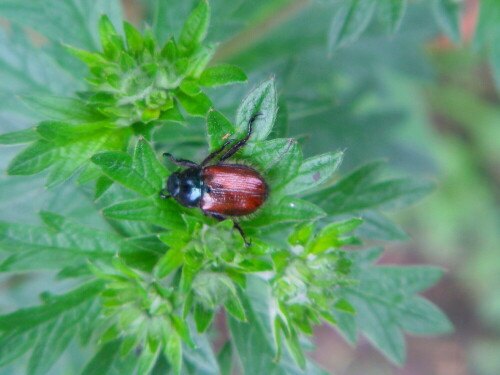 junikafer-phyllopertha-horticola-l-1758-8481.jpeg