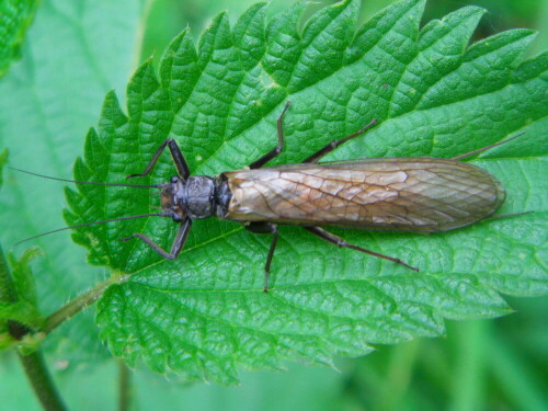 steinfliegen-plecoptera-perla--8597.jpeg