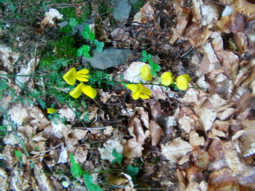 Besenginster(Cytisus scoparius(L.)) können örtlich bildbestimmend auftreten.
http://de.wikipedia.org/wiki/Besenginster
Neben Gräsern auch ein beliebter Aufenthaltsort von Zecken.
http://www.aerzteblatt.de/nachrichten/54908/Rhein-und-Main-als-Barriere-fuer-infizierte-Zecken
Diese Meldung hat uns allerdings etwas stutzig werden lassen?Sollte es keinen Verkehr(ggf. mit Haustieren) hierüber geben?
Oder dienen solche Meldungen zur Beruhigung der Bevölkerung??

Aufnameort: Eiershausen am Hirschberg
Kamera: Medion Digitaler Full-HD-Camcorder mit Touchscreen