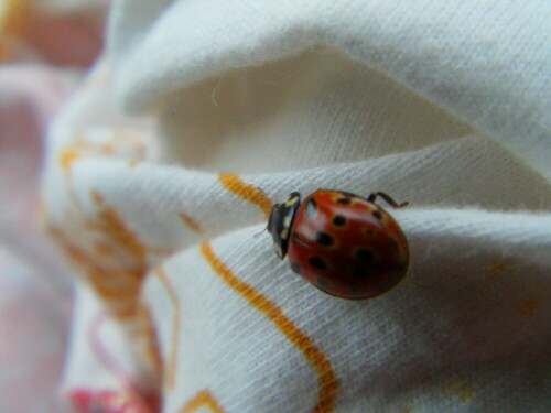 augenmarienkafer-anatis-ocellata-l-1758-10616.jpeg