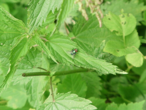 goldfliege-lucilia-sericata-meigen-1826-10539.jpeg