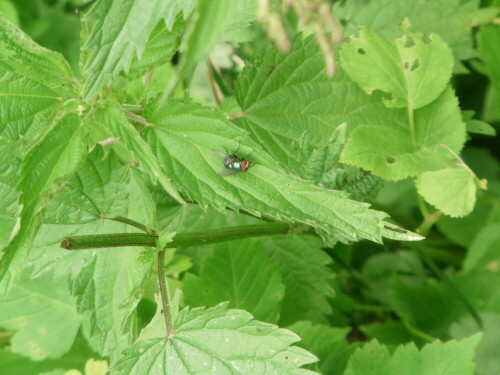 goldfliege-lucilia-sericata-meigen-1826-8521.jpeg
