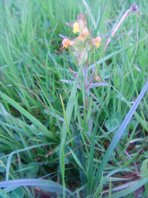 kleiner-klappertopf-rhinanthus-minor-l-8520.jpeg