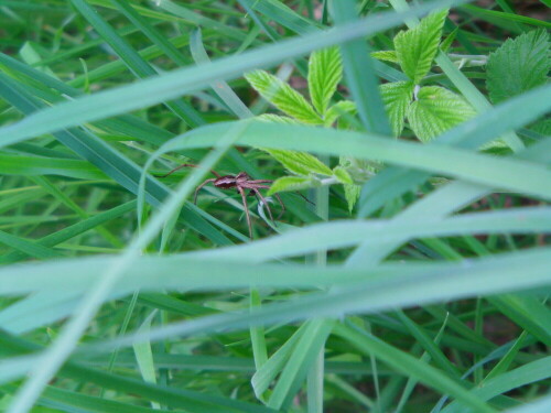 listspinne-pisaura-mirabilis-clerk-1758-mannchen-10489.jpeg
