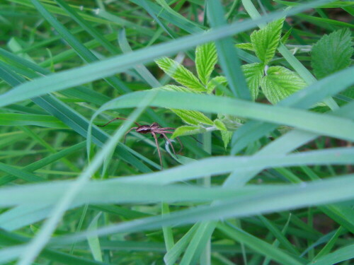 piratenspinne-pisaura-mirabilis-l-8525.jpeg