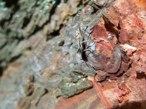 schrotbock-rhagium-inquisitor-l-1758-8546.jpeg