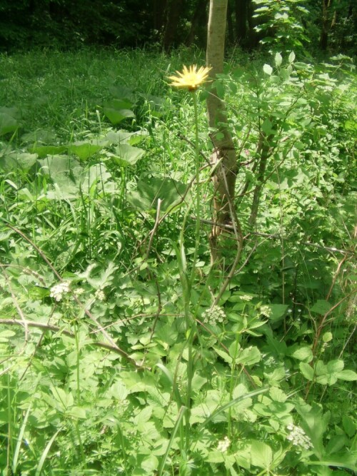 wiesen-bocksbart-tragopogon-pratensis-l-10507.jpeg