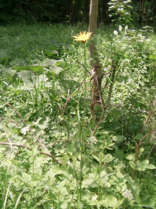 wiesen-bocksbart-tragopogon-pratensis-l-8568.jpeg