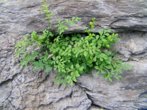 mauerraute-asplenium-ruta-muraria-l-10478.jpeg