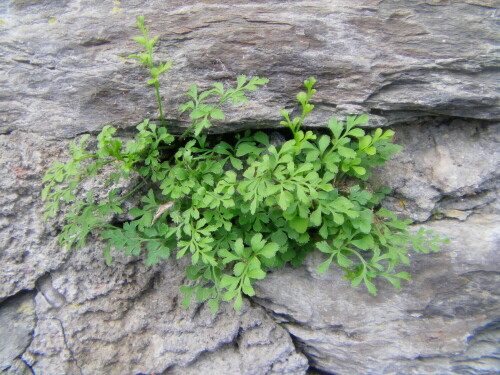 mauerraute-asplenium-ruta-muraria-l-8522.jpeg