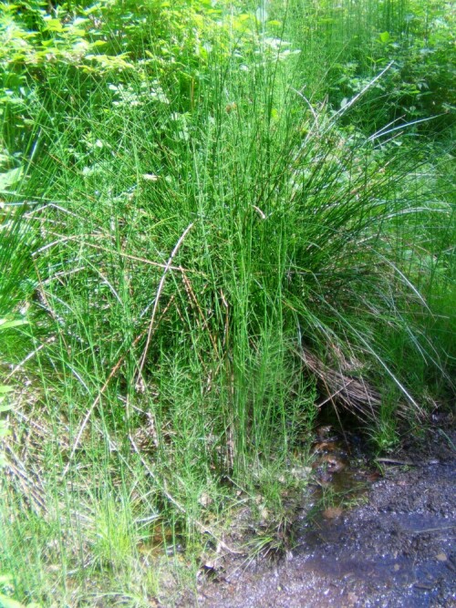 ackerschachtelhalm-equisetum-arvense-l-8447.jpeg