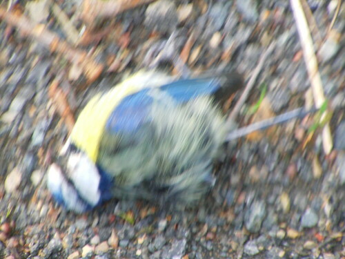 blaumeise-cyanistes-coeruleus-l-8560.jpeg