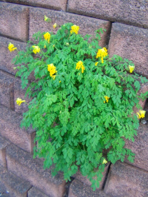 gelber-lerchensporn-corydalis-lutea-l-10660.jpeg