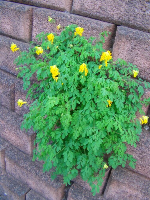 gelber-lerchensporn-corydalis-lutea-l-8504.jpeg