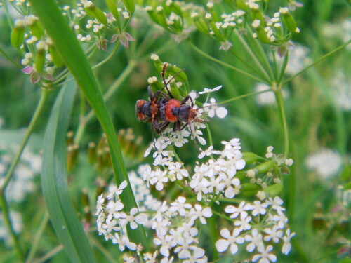 gemeiner-weichkafer-cantharis-fusca-l-1758-10538.jpeg