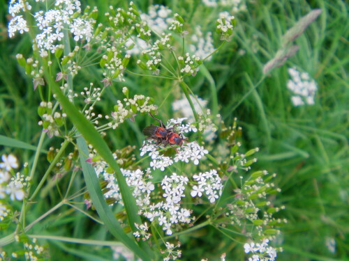 gemeiner-weichkafer-cantharis-fusca-l-8506.jpeg