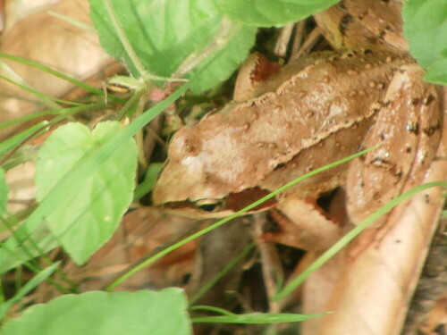 grasfrosch-rana-temporaria-l-1758-8509.jpeg