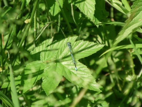 hufeisen-azurjungfer-coenagrion-puella-l-1758-8515.jpeg