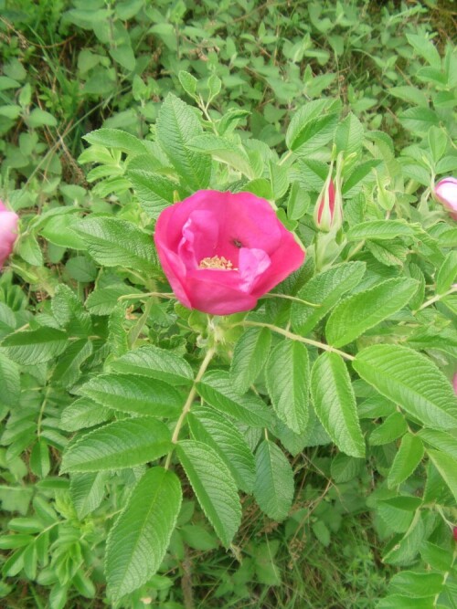 kartoffelrose-rosa-rugosa-l-8517.jpeg