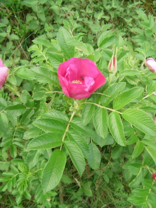 kartoffelrose-rosa-rugosa-thunb-10474.jpeg