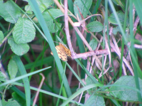 pantherspanner-pseudopanthera-macularia-l-1758-8513.jpeg