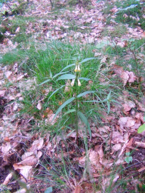 Örtlich kann Wald-Wachtelweizen in Fichtenwäldern in höheren Lagen der Gebirge angetroffen werden. In der Nähe von Simmersbach nun in einem Fichtenaltholzbestand.
http://de.wikipedia.org/wiki/Wald-Wachtelweizen

Aufnameort: Simmersbach in der Nähe der Vereinshütte "Hasenhecke"
Kamera: Medion Digitaler Full-HD-Camcorder mit Touchscreen