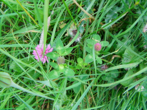 wiesen-oder-rotklee-trifolium-pratense-l-8545.jpeg