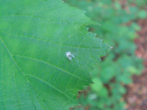 Im Sommer auch häufig zwischen den Laubbäumen des Hirschbergwaldes hin und herfliegend.
http://de.wikipedia.org/wiki/Buchenblattlaus

Aufnameort: Eiershausen Wald am Hirschberg
Kamera: Medion Digitaler Full-HD-Camcorder mit Touchscreen