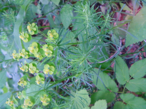 zypressen-wolfsmilch-euphorbia-cyparissias-l-10515.jpeg