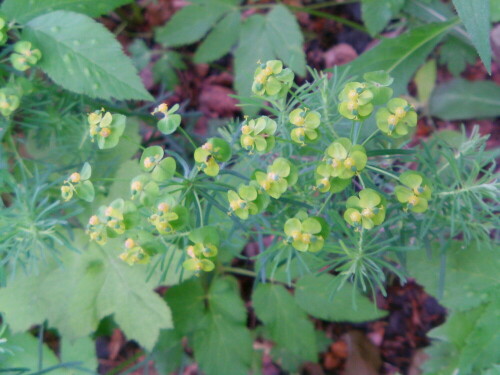 zypressen-wolfsmilch-euphorbia-cyparissias-l-8571.jpeg