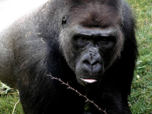 

Aufnameort: Allwetterzoo Münster
