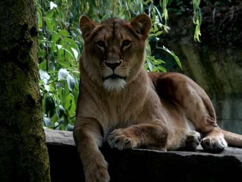 

Aufnameort: Allwetterzoo Münster
