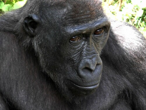 

Aufnameort: Allwetterzoo Münster
