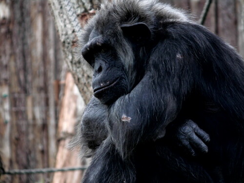 

Aufnameort: Allwetterzoo Münster
