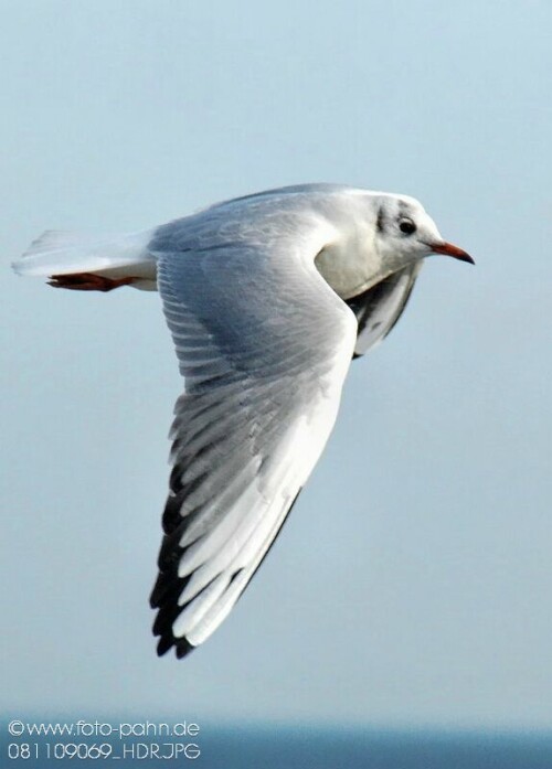 fliegend Möwe über der Ostsee bei Heringsdorf

Aufnameort: Heringsdorf
Kamera: Nikon D 90