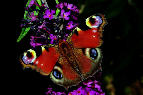 Dorsalansicht eines Tagpfauenauges auf eine Budleja-Blütenstand.

Aufnameort: Eigener Garten in Weidenbach (Mittelfranken)
Kamera: Nikon D600