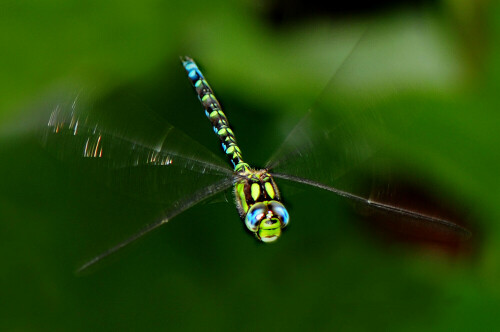 blaugrune-mosaikjungfer-aeschna-cyanea-11662.jpeg