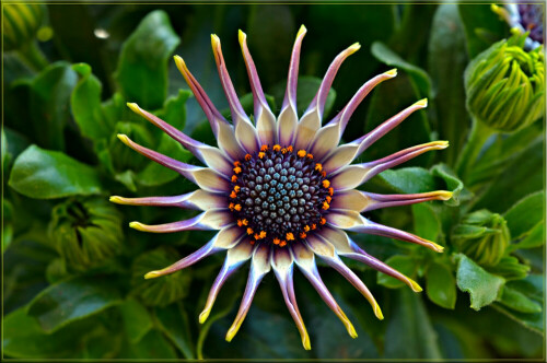 bornholm-margerite-osteospermum-ecklonis-12139.jpeg