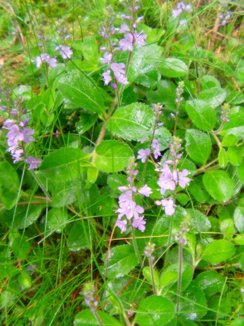 echter-ehrenpreis-veronica-officinalis-l-9852.jpeg